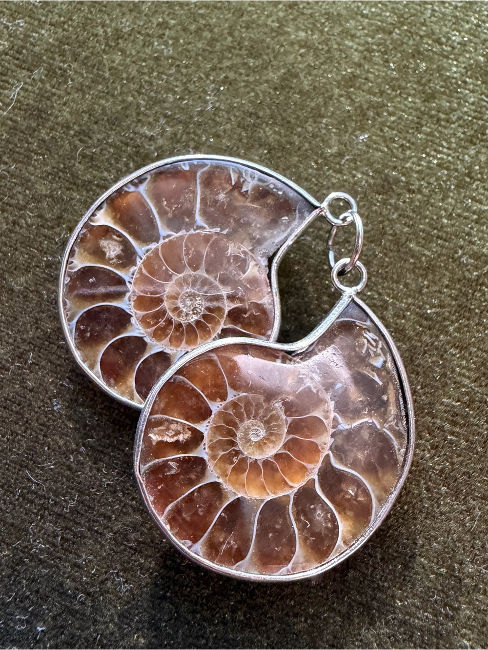 Two Mounted Ammonite Fossils